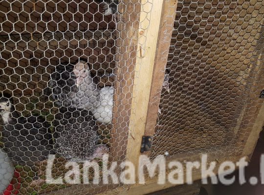 GANGKUKULLU FOR SALE Turuky Chicken if you want more about please contect me on 0788290989 01 pices price 2000/= If you like buy all get 01 chick free Colers ~whait,black,Dark Gray …….
