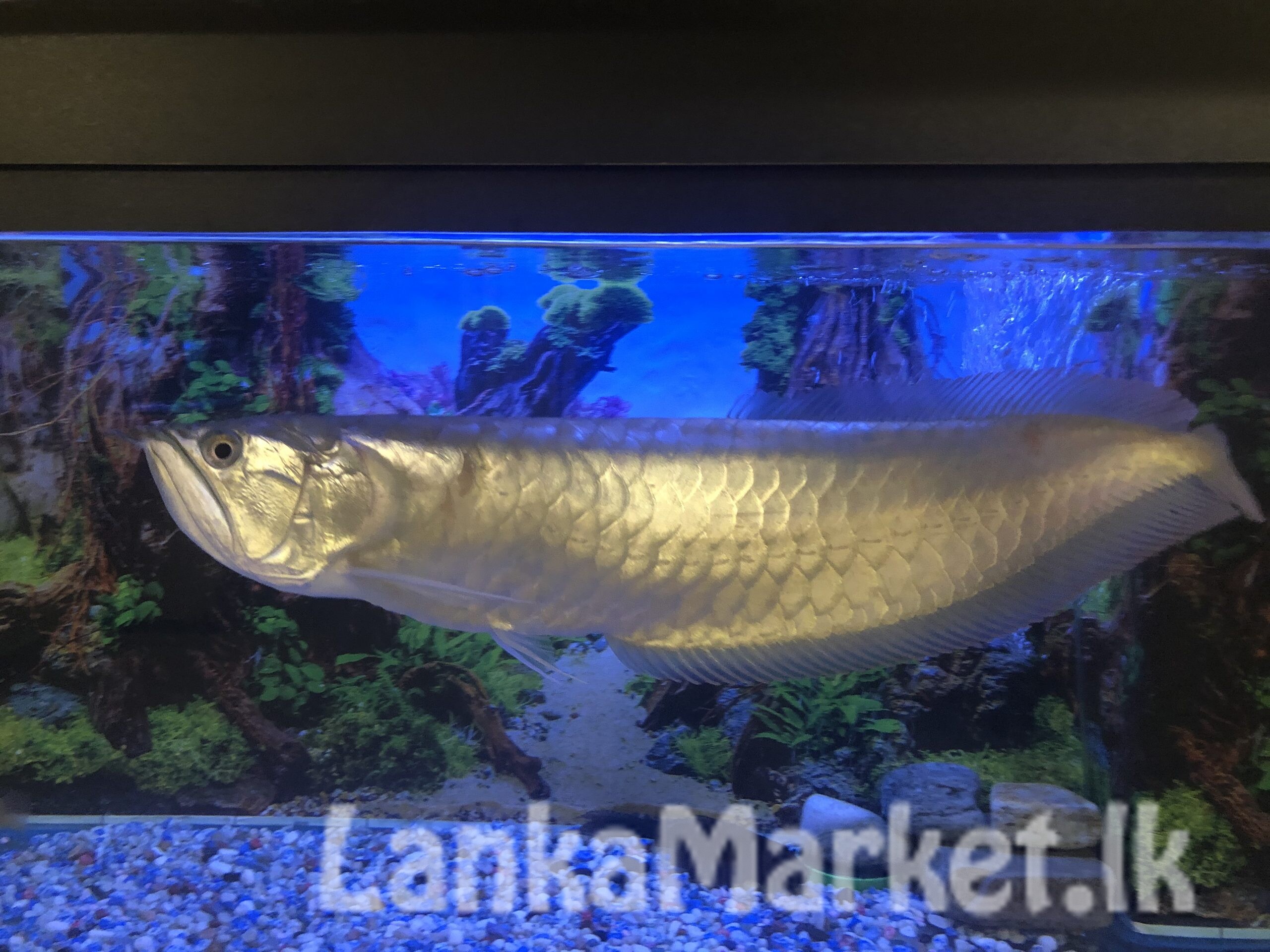 Silver Arowana