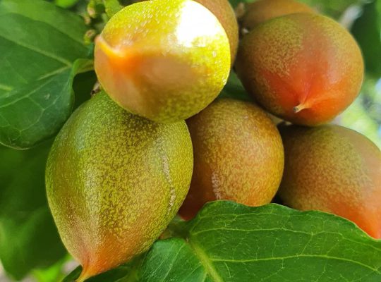 Apricot plants