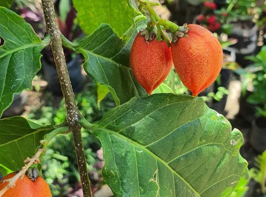 Apricot plants