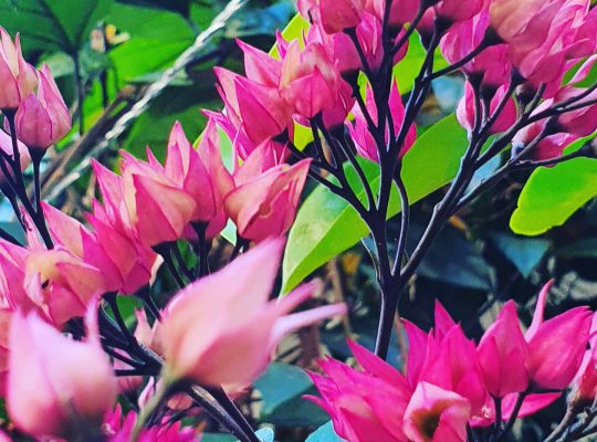 Red bleeding heart