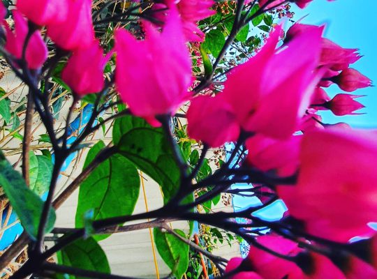 Red bleeding heart