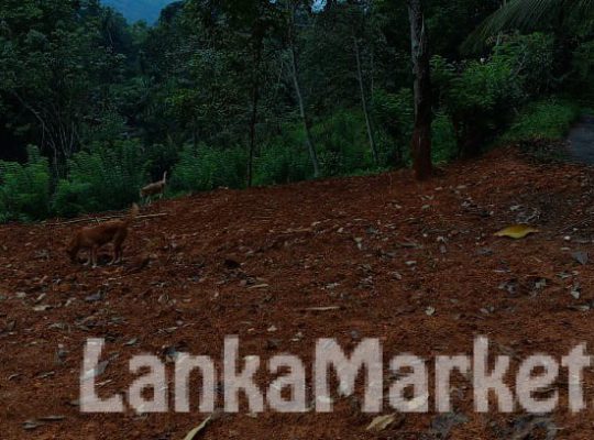 Land For Sale in Pelmadulla