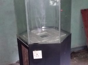 fish tank & fish
