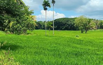 Fertile Paddy Field
