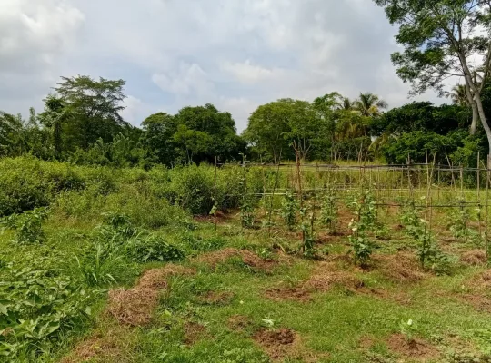 සින්නක්කර ඉඩමක් විකිනීමට ඇත