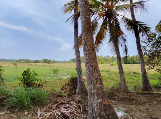අනුරාධපුර කුඹුරු ඉඩමක් විකිණීමට!!!