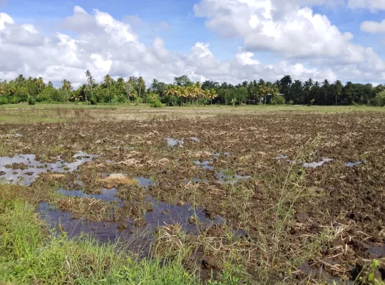 අනුරාධපුර කුඹුරු ඉඩමක් විකිණීමට!!!